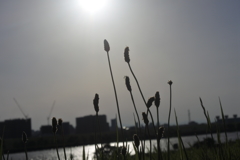 荒川河川敷の夕刻