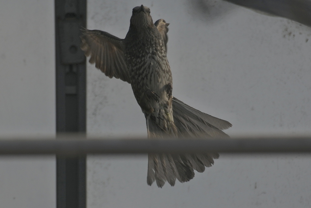 ひよちゃんひねり技