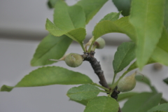 小さなアーモンド