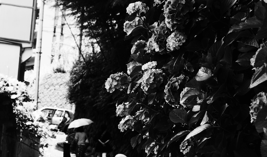 紫陽花の咲く道