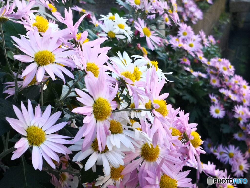 満開の菊 By 山菜シスターズ Id 写真共有サイト Photohito