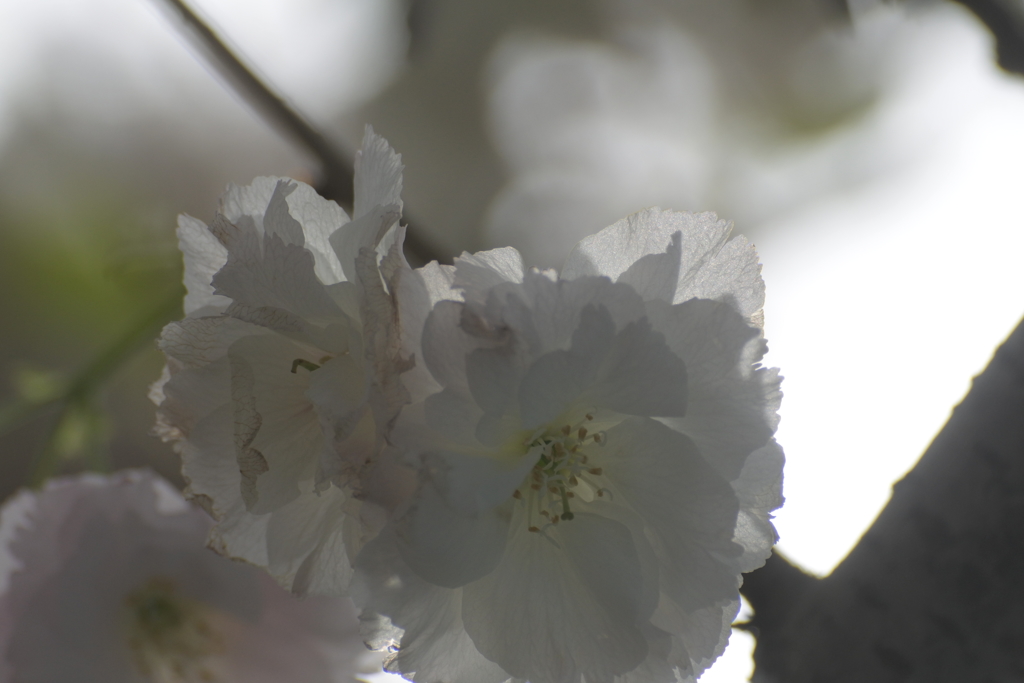 自宅前の八重桜２