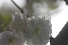 自宅前の八重桜２