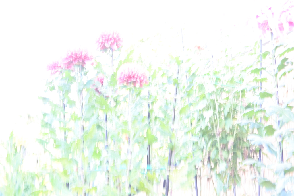 ハイキーに撮ってみた