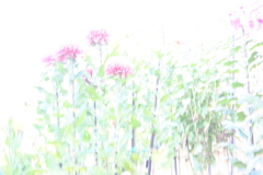 ハイキーに撮ってみた