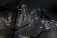 突然の風に揺れて