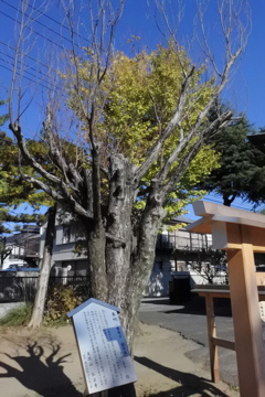 桂の木