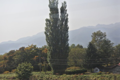 大きなポプラの木のある家