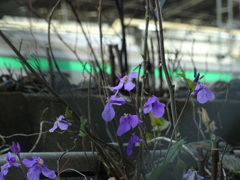 線路際の花