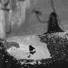 水鳥のいる風景