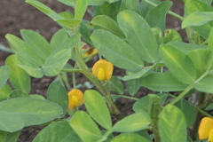 落花生の花