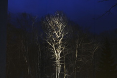 白樺のライトアップ