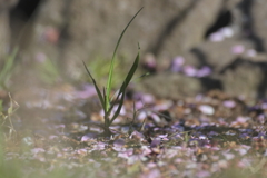 散った花びらのそばで