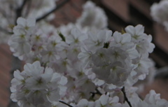 赤煉瓦の桜