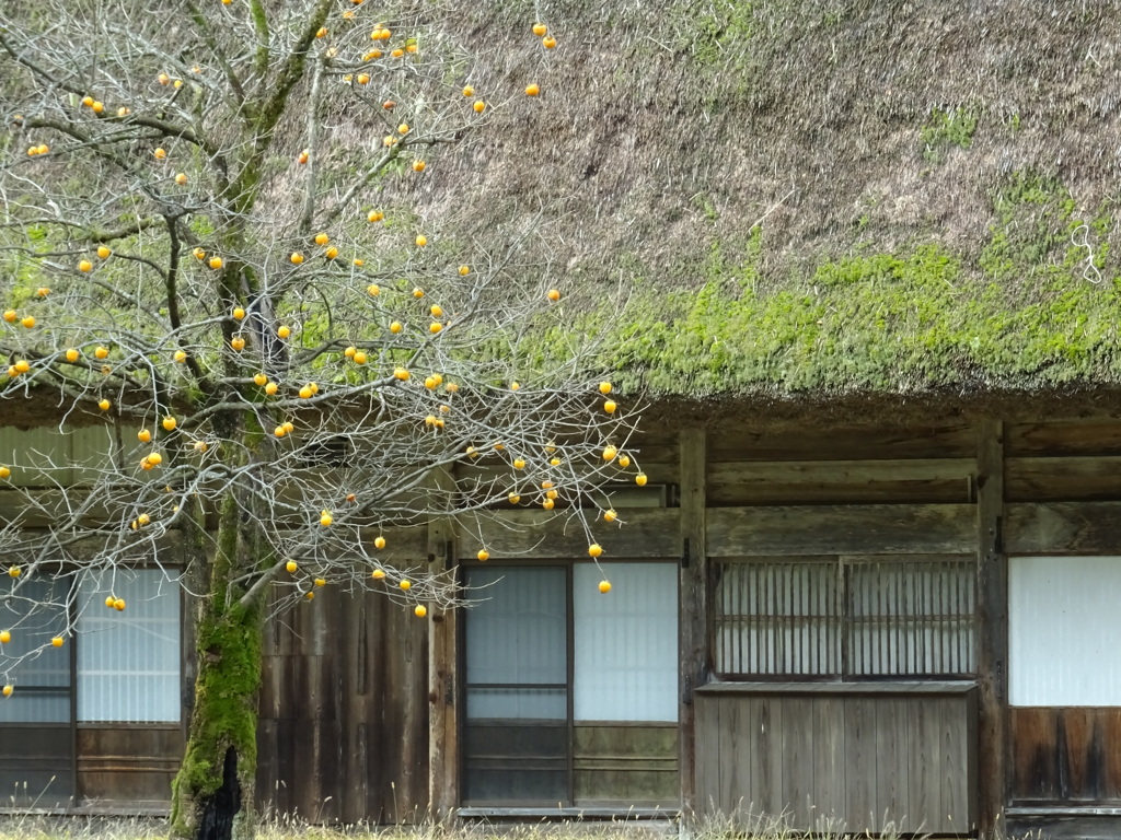 柿の木のある家２ By 山菜シスターズ Id 727 写真共有サイト Photohito