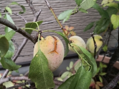 いつかのアーモンド