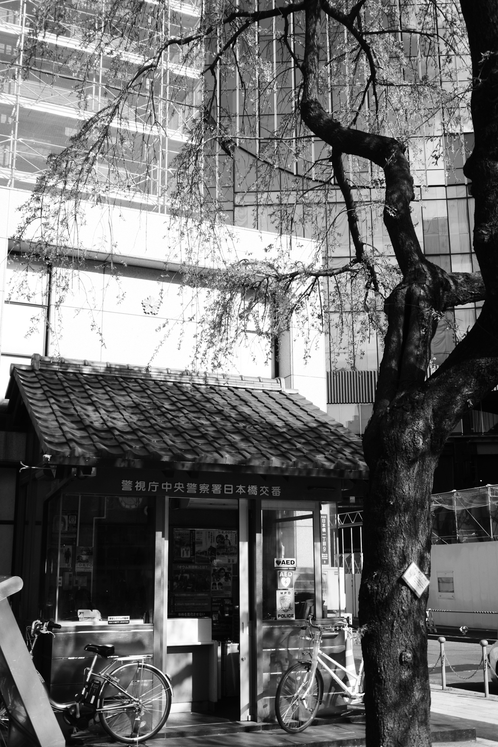 交番と桜