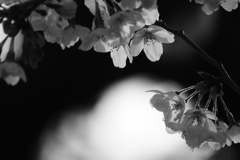 桜撮れたて便　１