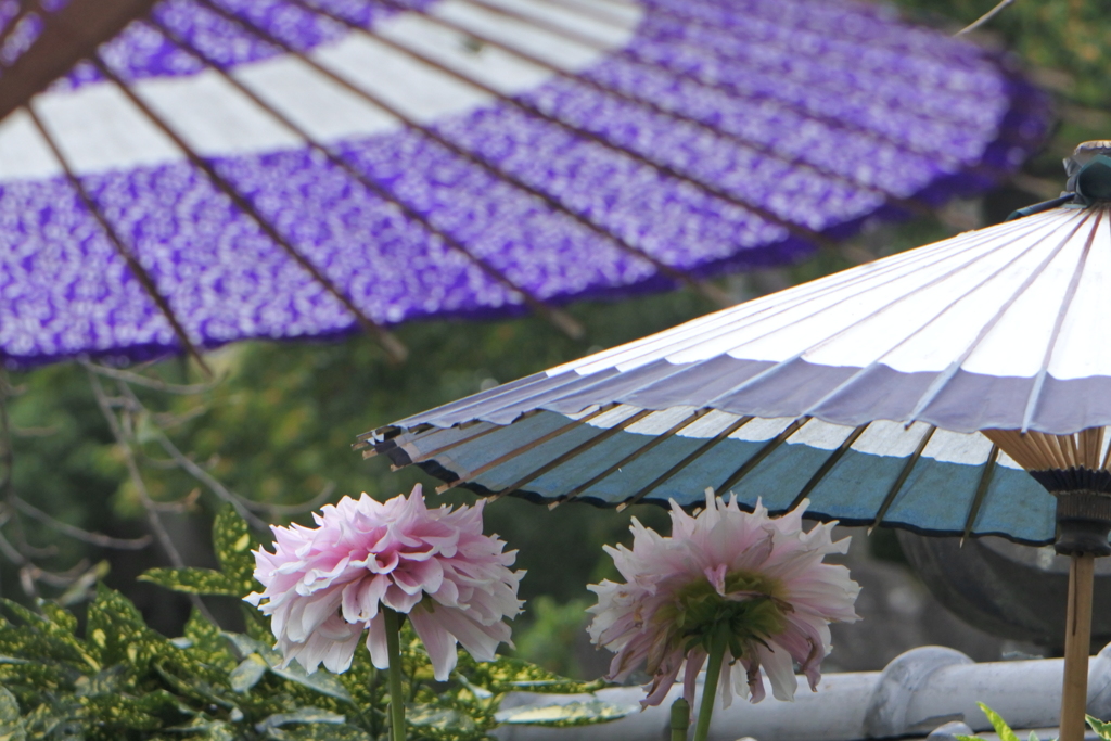 お嬢さん入りませんか?