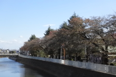 真間川のほとり