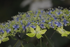 白山神社　紫陽花祭り～変わった紫陽花