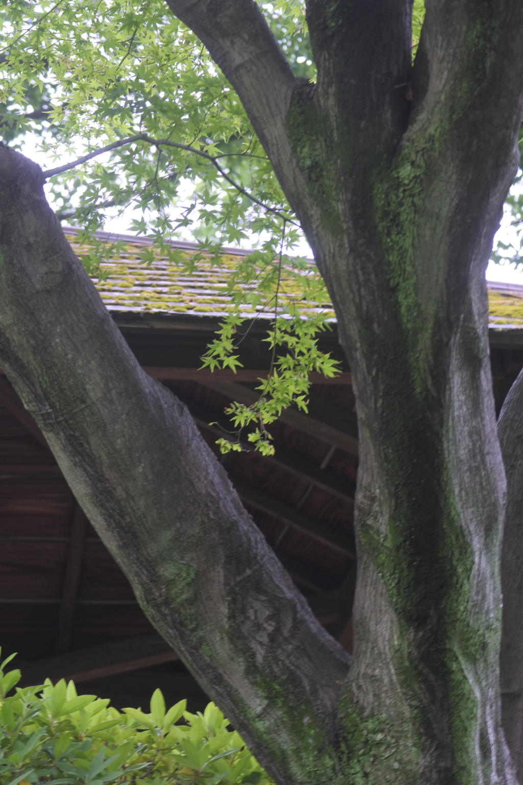 木とあずまや