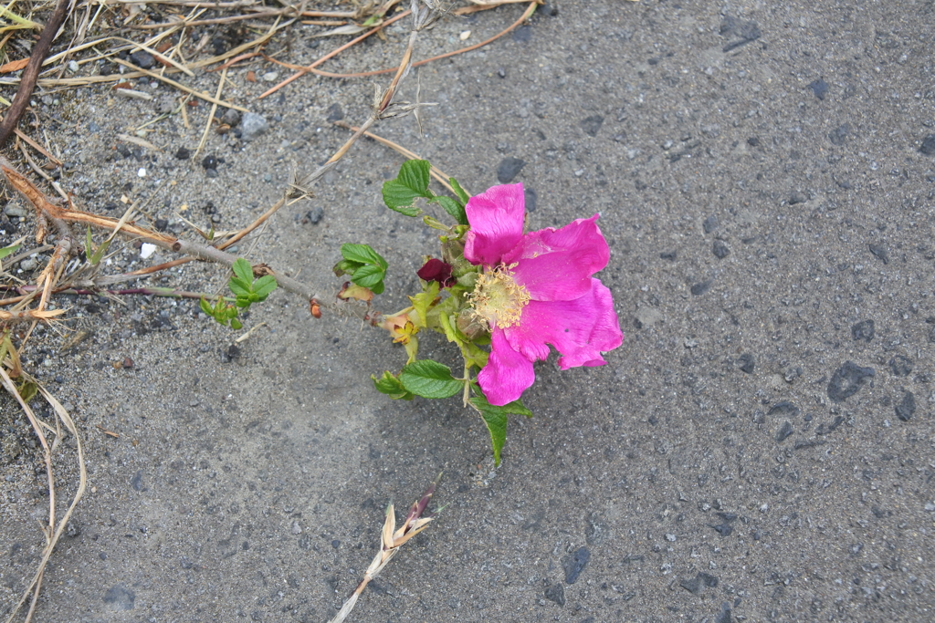 ハマナスの花