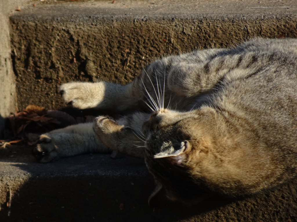 媚うりにゃんこ