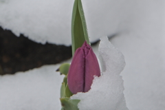 雪に抱かれるチューリップ