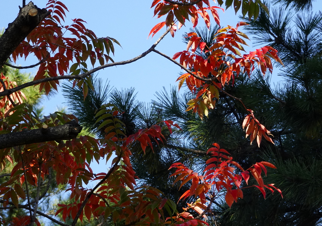 松の中の紅葉
