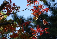 松の中の紅葉