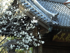 辛夷咲く寺