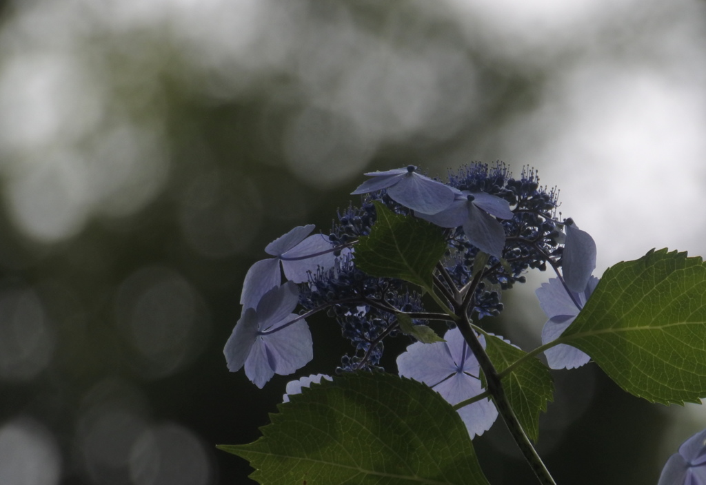 上野公園の紫陽花