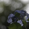 上野公園の紫陽花