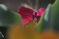 パンジーのかくれんぼ　もういいよぉ