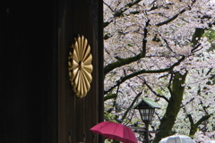 靖国神社の桜②