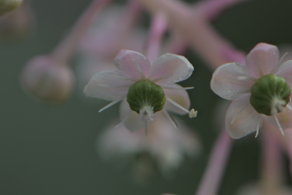 ヨウシュヤマゴボウ