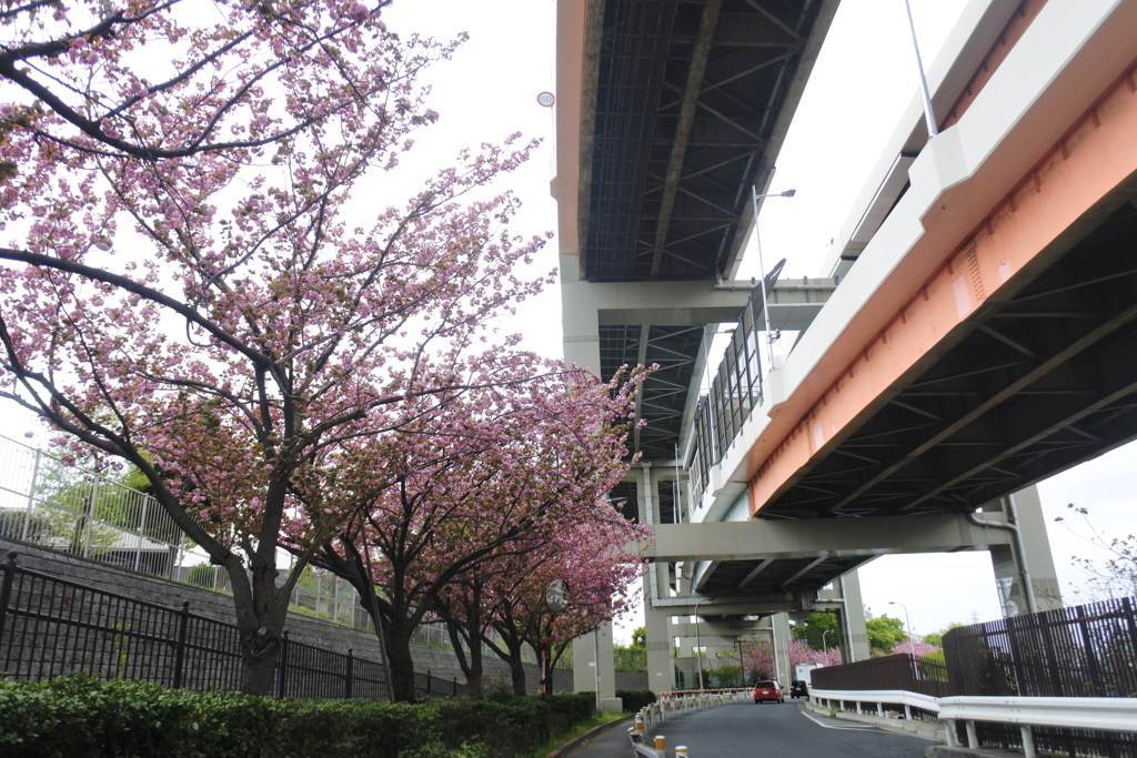 高架下の桜