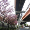 高架下の桜