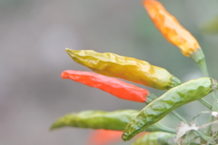 カラフルな唐辛子