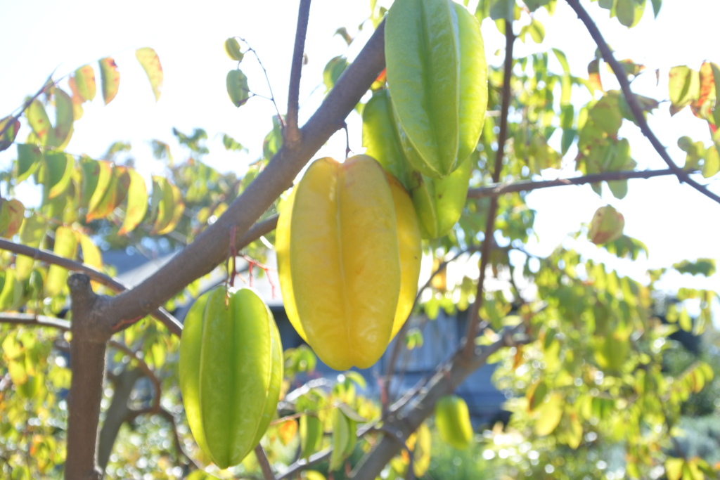 鈴なりスターフルーツ