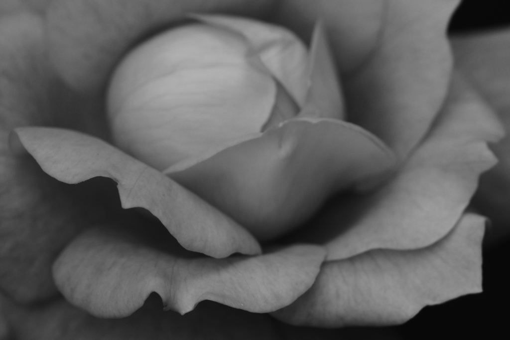 万葉　モノクロ