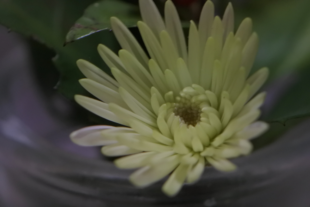 とても小さな菊