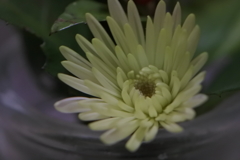 とても小さな菊