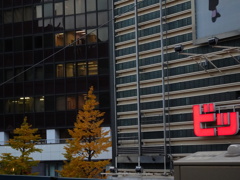 有楽町の銀杏