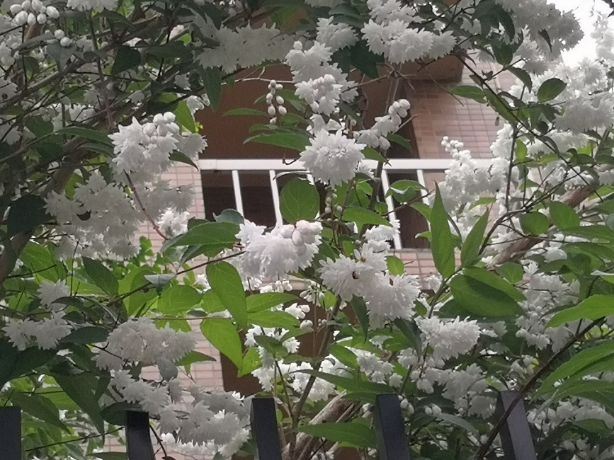 東大に咲く白い花