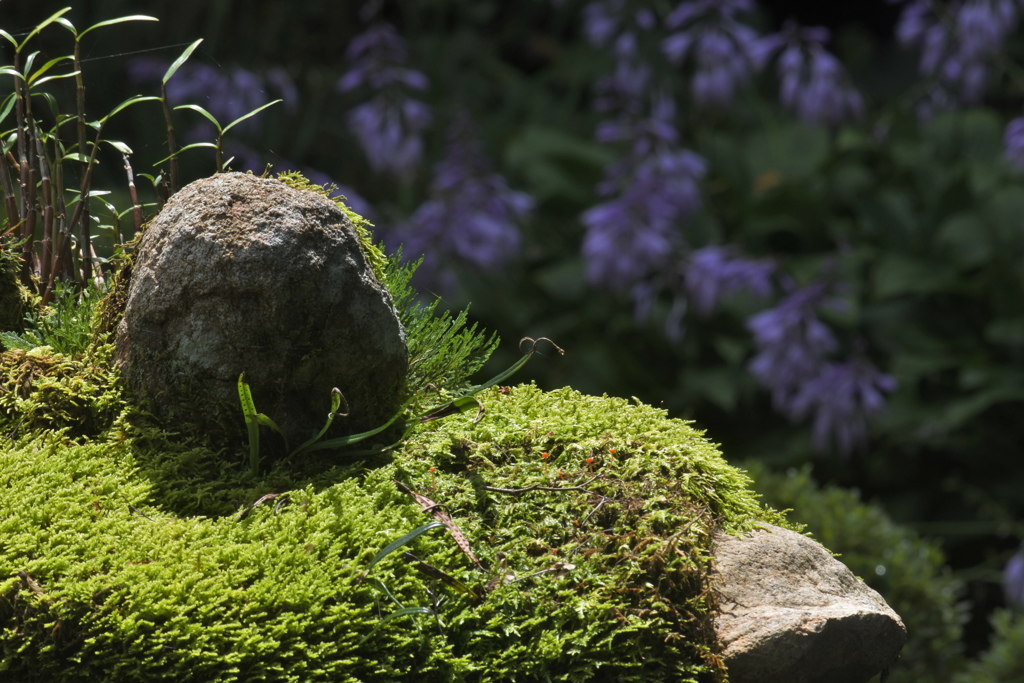 苔むす灯篭の向こうにも