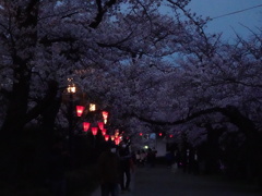 夜桜見物