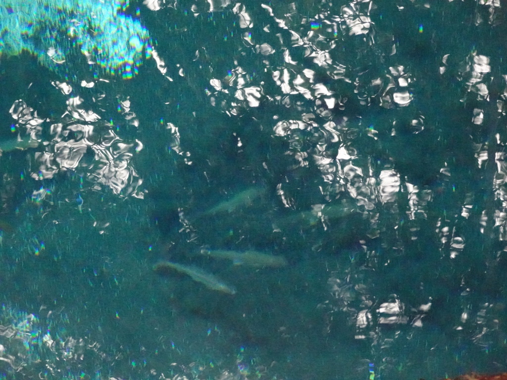 魚がたくさん泳いでる