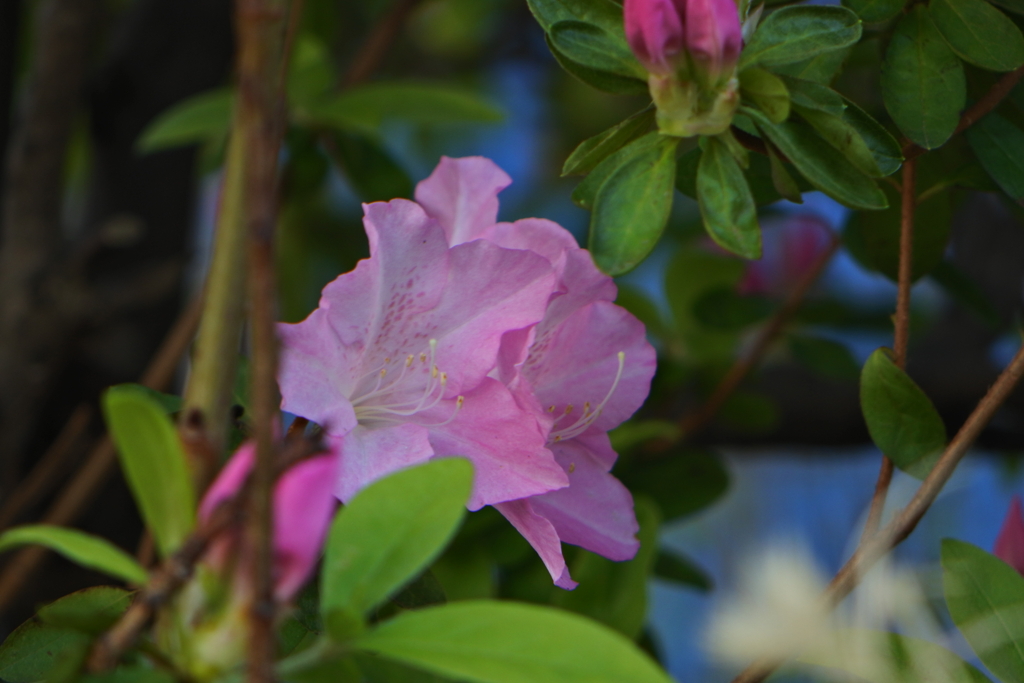 今年最後の花たち